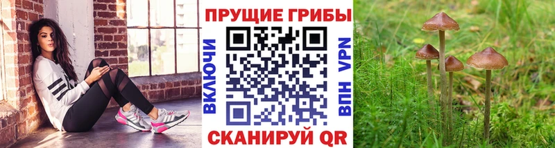 Галлюциногенные грибы прущие грибы  Байкальск 